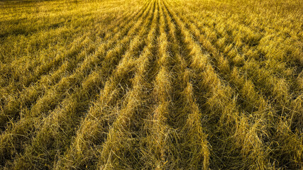 field of wheat