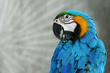 blue and yellow macaw side view biting her feather