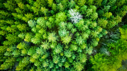 Obraz premium green moss background
