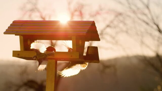 LENS FLARE: Eurasian nuthatch and blue tit fly around a feeder at fall sunset. Two little birds find refuge in a birdhouse on a sunny autumn evening. Birds flying around a birdfeeder at sunrise.