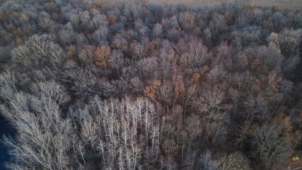 autumn landscape of treetops from above