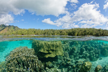 Moorea (Polynésie Française) : coraux dans le lagon translucide des motu tiahura