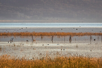 Fence in the water, Lake George, NSW, January 2022