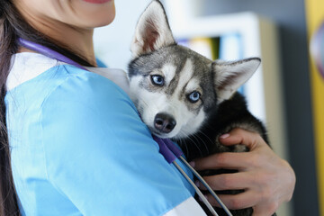 A female veterinarian is holding a cute husky puppy © H_Ko