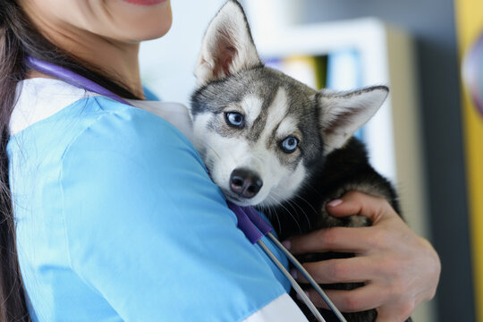 A female veterinarian is holding a cute husky puppy