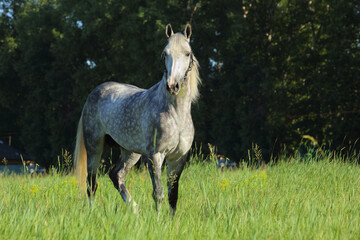 Holsteiner dressage horse portrait in summer  farm background