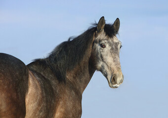 Obraz na płótnie Canvas Grey Holsteiner horse portrait on blue sky background