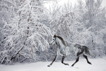 Beautiful dressage horse runs in winter woods