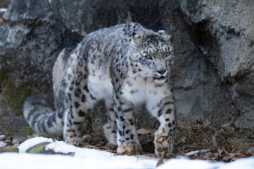 Snow leopard walks on the snow.