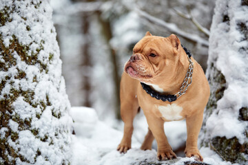 American bully dog playing in the snowy forest, selective focus