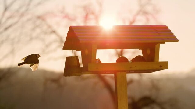 SLOW MOTION, CLOSE UP, LENS FLARE, DOF: Tit lands on a piece of bird feed hanging off the side of birdhouse on a golden autumn evening. Scenic shot of a little bird flying towards a wooden feeder.