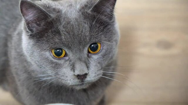 A gray cat, chartreuse or British cat with dilated pupils, looks into the camera. Huge eyes. Games with a cat.