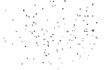 A flock of birds isolated on a white