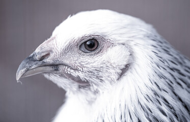 Close up portrait of hen