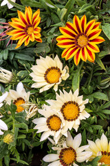 Fototapeta premium White gazania and tiger stripes closeup Asteraceae family