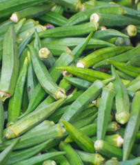 Okra or Okro.Abelmoschus esculentus. ladies' fingers or ochro.