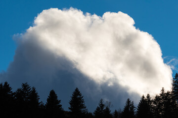 A Huge Cloud Floating above the Dark Forest