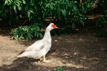 Detail of a duck head. Ducks feed on traditional rural barnyard. Close up of waterbird standing on barn yard. Free range poultry farming concept.