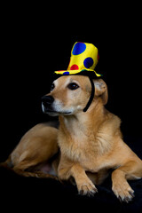 portrait of mongrel dog with yellow hat with colorful polka dots