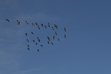 ducks in the air, V shape