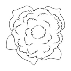 Cauliflower vector icon.Outline vector icon isolated on white background cauliflower.