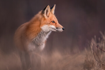 Fototapeta premium A red fox looking for food on a winter morning