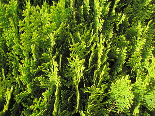 Close-up photo of a conifer leaf