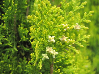 Fototapeta na wymiar Flowering conifer tree.