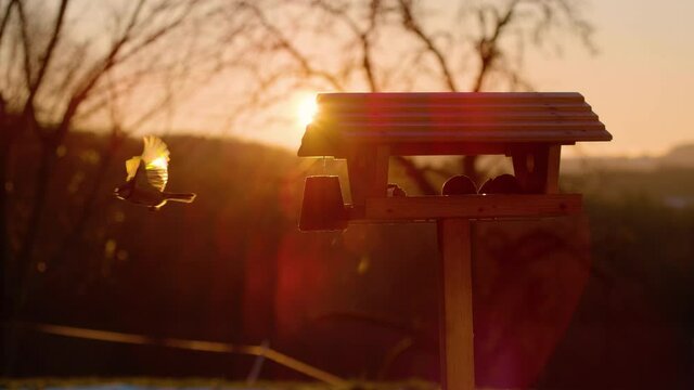 SLOW MOTION, LENS FLARE, CLOSE UP, DOF: Little bird flies away from a birdhouse full of feed on a sunny evening. Cinematic shot of a tit flying away from a wooden birdfeeder at golden autumn sunset.