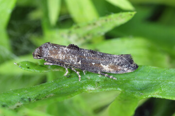 Moth of Epermenia chaerophyllella also known as the garden lance-wing, is a moth of the family Epermeniidae. Cterpillars are pests, incl. carrots.