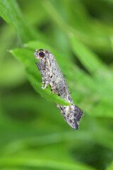 Moth of Epermenia chaerophyllella also known as the garden lance-wing, is a moth of the family Epermeniidae. Cterpillars are pests, incl. carrots.