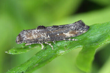 Moth of Epermenia chaerophyllella also known as the garden lance-wing, is a moth of the family Epermeniidae. Cterpillars are pests, incl. carrots.