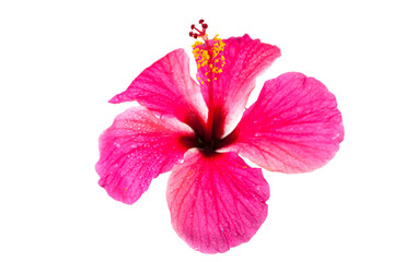 Pink hibiscus flowers on white background.