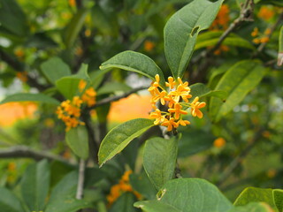 公園の花咲く金木犀