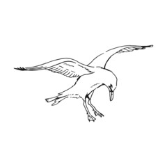Sketch of flying seagulls. Hand drawn illustration converted to vector. Line art style isolated on white background.