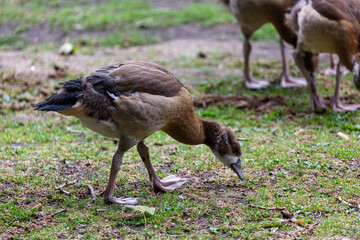 Young egyprian goose waking on the grass in park