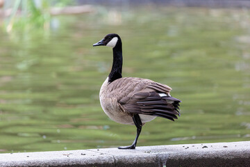 Canadian goose near to the water  in park