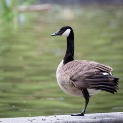 Canadian goose near to the water  in park