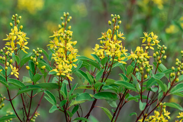 a bunch of close-up beautiful aromatic yellow flowers on green shrubs with blurry and soft focused nature background