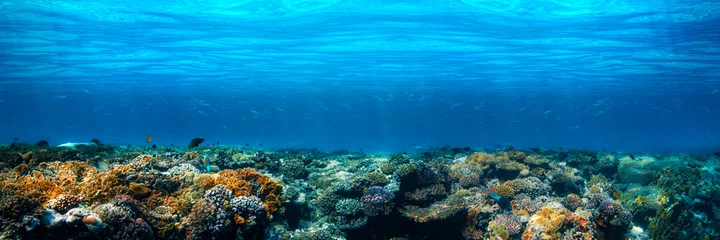 Poster Im Rahmen Unterwasserkorallenriff am Roten Meer © vovan