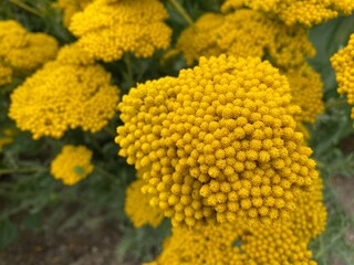Yarrow (Achillea filipendulina) Fernleaf yarrow, Milfoil, Nosebleed, Soldiers Woundwort, Goldgarbe, Farnblättrige Schafgarbe, Hohe Schafgarbe, Hohe Garbe, Gold-Schafgarbe or Žuti stolisnik