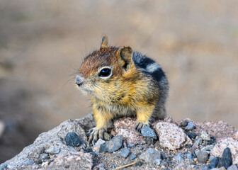 Very cute little chipmunk portrait.