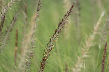 Close-up view from beautiful and aesthetic wild grass decorated at city park with blurry and soft focus nature background