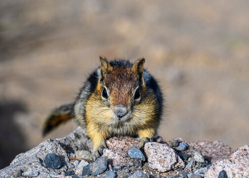 Very Cute Little Chipmunk Portrait.