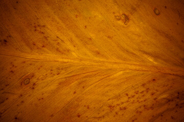 Closeup gold leaves for background.