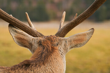 Wildlife photography. Close up detail view of the head, eyes, fur, horns of a deer stag animal in the forest.