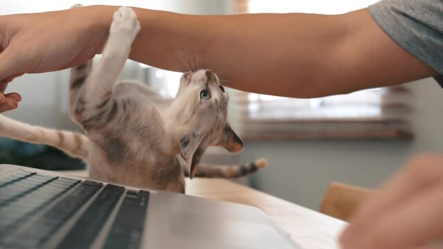 Kitten playing with owner on desk at home.
