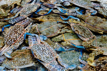 Close up of a variety of colorful fresh crabs on display at fishmarket