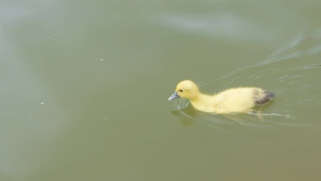 Little yellow baby duckling swimming alone and pecking in the greenish lake filmed in high resolution slow motion 4k 120fps.