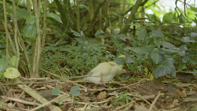 Cute yellow duckling in the bushes free in the nature filmed in high definition 4k 120 fps.